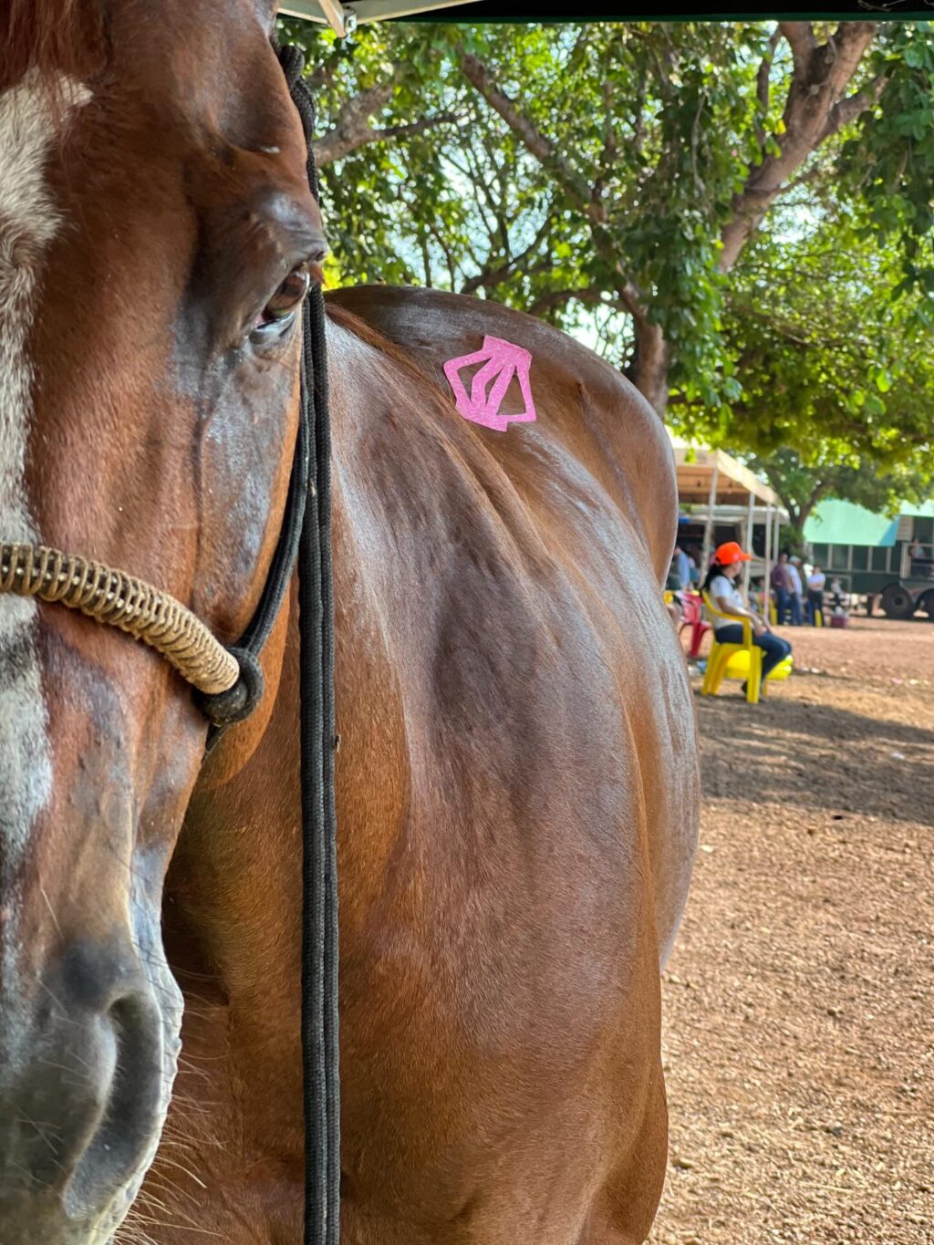 Instagram post from priorivetfarma. This post is in position 3.